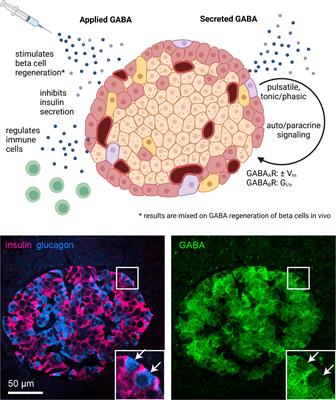 The role of GABA in islet function